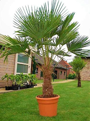 Seltene Palmen Kreuzung Trachycarpus Fortunei/Wagnerianus bis 160 cm. Frosthart bis - 18 Grad Celsius von CSL sunrise GmbH