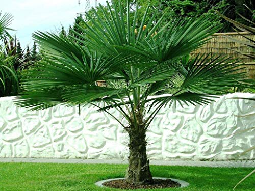 Seltene Palmen Kreuzung Trachycarpus Fortunei/Wagnerianus bis 160 cm. Frosthart bis - 18 Grad Celsius von CSL sunrise GmbH