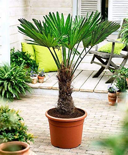Seltene Trachycarpus Wagnerianus Hanfpalme bis 100 cm Höhe Frosthart bis -19 Grad von CSL sunrise GmbH