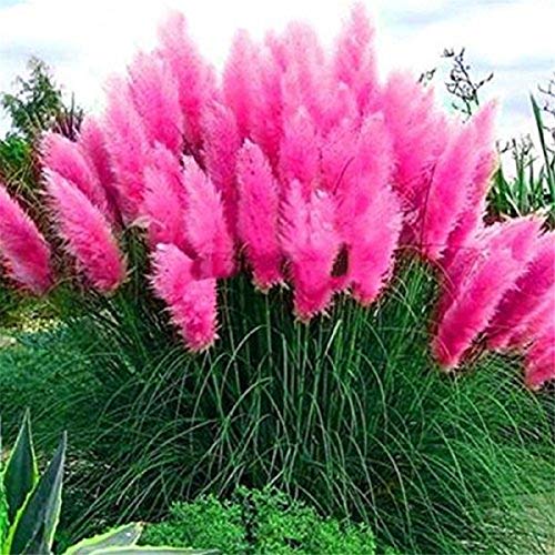 Set Frosthartes Amerikanisches Pampasgras Cortaderia Ziergras im Mix 4xrosa von CSL sunrise GmbH