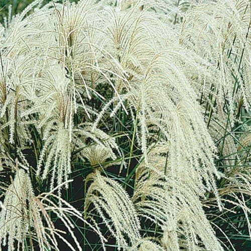 Miscanthus sinensis " Silberspinne " Einzeln im Topf Echtes Chinaschilf (Ziergras Gräser Stauden winterhart) Filigran und Prachtvoller Eyecatcher (1) von CSL sunrise