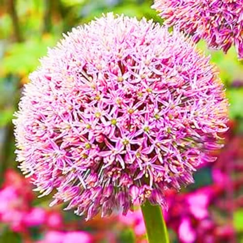 Allium Giganteum Zwiebeln Allium Zwiebeln Winterhart,Seltener Allium Leicht zu züchten Gärten Geschenk bereit Landschaftsbau-10zwiebeln-b Allium Giganteum Zwiebeln Allium Zwiebeln Winterhart,Seltener Allium Leicht zu züchten Gärten Geschenk bereit Landschaftsbau-10zwiebeln-b von CSSWAIA