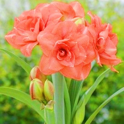 Amaryllis Pflanzen,Amaryllis Rhizome,Seltene Amaryllis Amaryllis kaufen Landschaftsbau,Gärten Geschenk bereit-5zwiebeln-f Amaryllis Pflanzen,Amaryllis Rhizome,Seltene Amaryllis Amaryllis kaufen Landschaftsbau,Gärten Geschenk bereit-5zwiebeln-f von CSSWAIA