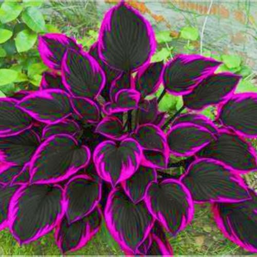 Beste Dekoration Hosta Rhizome,Seltene Hosta Rhizome Leicht zu züchten Gärten Geschenk bereit-15zwiebeln-f Beste Dekoration Hosta Rhizome,Seltene Hosta Rhizome Leicht zu züchten Gärten Geschenk bereit-15zwiebeln-f von CSSWAIA