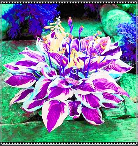 Beste Dekoration Hosta Rhizome,Seltene Hosta Rhizome Leicht zu züchten Gärten Geschenk bereit-6zwiebeln-g Beste Dekoration Hosta Rhizome,Seltene Hosta Rhizome Leicht zu züchten Gärten Geschenk bereit-6zwiebeln-g von CSSWAIA