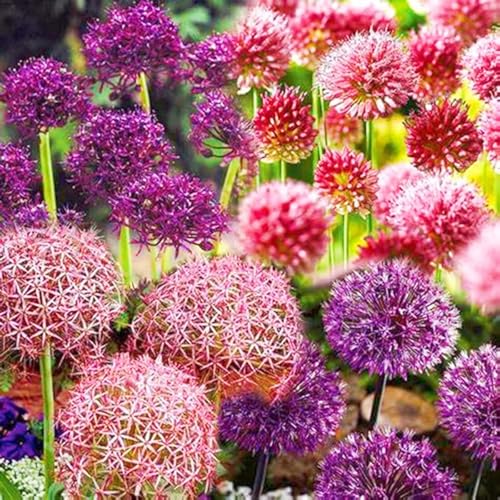 Beste Dekoration Seltene Allium Winterharte mehrjährige Leicht zu züchten Gärten Geschenk bereit-10zwiebeln-b Beste Dekoration Seltene Allium Winterharte mehrjährige Leicht zu züchten Gärten Geschenk bereit-10zwiebeln-b von CSSWAIA