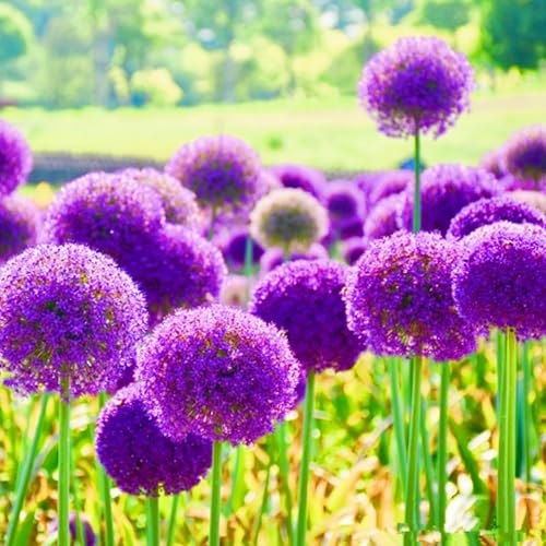 Beste Dekoration Seltene Allium Winterharte mehrjährige Leicht zu züchten Gärten Geschenk bereit-15zwiebeln-a von CSSWAIA