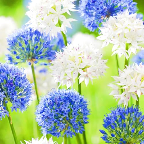 Beste Dekoration Seltene Allium Winterharte mehrjährige Leicht zu züchten Gärten Geschenk bereit-15zwiebeln-e von CSSWAIA