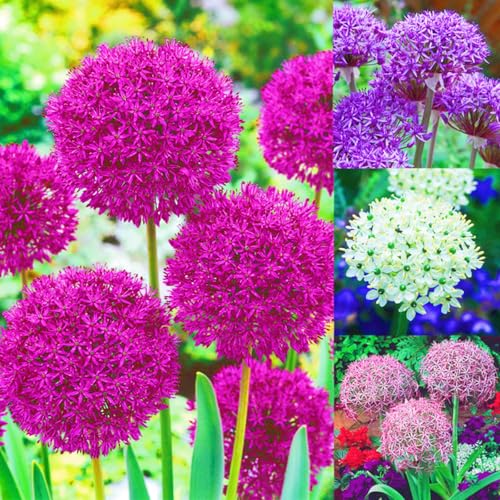 Beste Dekoration Seltene Allium Winterharte mehrjährige Leicht zu züchten Gärten Geschenk bereit-5zwiebeln-c Beste Dekoration Seltene Allium Winterharte mehrjährige Leicht zu züchten Gärten Geschenk bereit-5zwiebeln-c von CSSWAIA