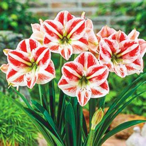 Beste Dekoration Seltene Amaryllis Winterharte mehrjährige Leicht zu züchten Gärten Geschenk bereit-1zwiebeln-d Beste Dekoration Seltene Amaryllis Winterharte mehrjährige Leicht zu züchten Gärten Geschenk bereit-1zwiebeln-d von CSSWAIA
