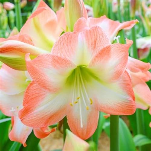 Beste Dekoration Seltene Amaryllis Winterharte mehrjährige Leicht zu züchten Gärten Geschenk bereit-3zwiebeln-b Beste Dekoration Seltene Amaryllis Winterharte mehrjährige Leicht zu züchten Gärten Geschenk bereit-3zwiebeln-b von CSSWAIA