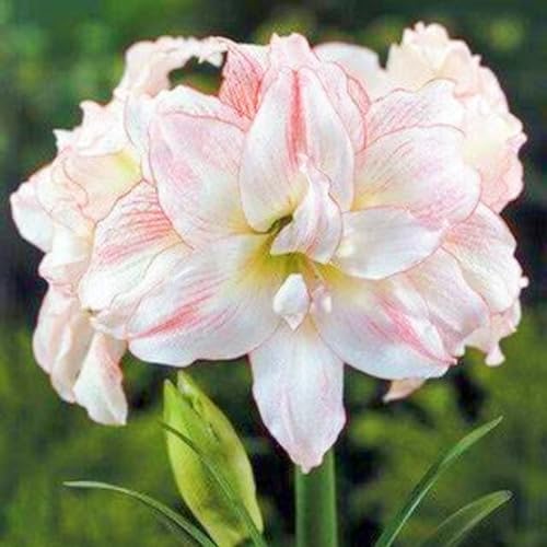 Beste Dekoration Seltene Amaryllis Winterharte mehrjährige Leicht zu züchten Gärten Geschenk bereit-4zwiebeln-c Beste Dekoration Seltene Amaryllis Winterharte mehrjährige Leicht zu züchten Gärten Geschenk bereit-4zwiebeln-c von CSSWAIA