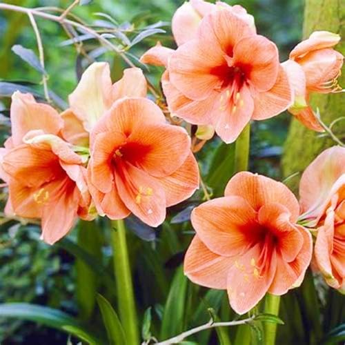 Beste Dekoration Seltene Amaryllis Winterharte mehrjährige Leicht zu züchten Gärten Geschenk bereit-4zwiebeln-e Beste Dekoration Seltene Amaryllis Winterharte mehrjährige Leicht zu züchten Gärten Geschenk bereit-4zwiebeln-e von CSSWAIA