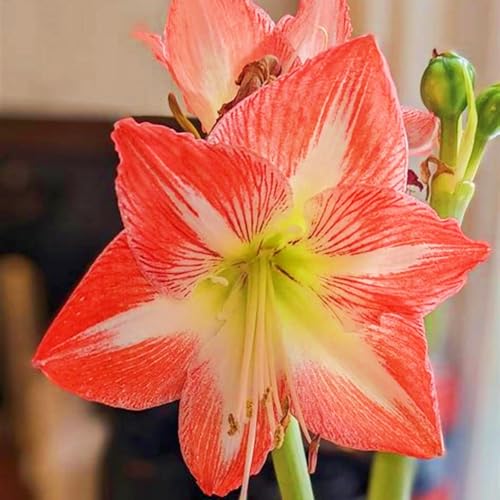 Beste Dekoration Seltene Amaryllis Winterharte mehrjährige Leicht zu züchten Gärten Geschenk bereit-4zwiebeln-h von CSSWAIA