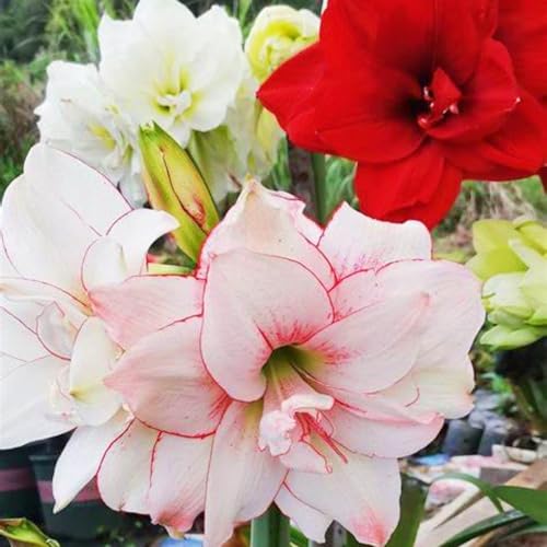 Beste Dekoration Seltene Amaryllis Winterharte mehrjährige Leicht zu züchten Gärten Geschenk bereit-5zwiebeln-f Beste Dekoration Seltene Amaryllis Winterharte mehrjährige Leicht zu züchten Gärten Geschenk bereit-5zwiebeln-f von CSSWAIA