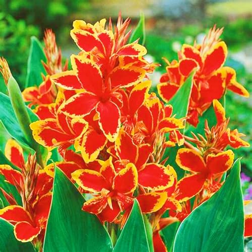Beste Dekoration Seltene Canna Winterharte mehrjährige Leicht zu züchten Gärten Geschenk bereit-3zwiebeln-e Beste Dekoration Seltene Canna Winterharte mehrjährige Leicht zu züchten Gärten Geschenk bereit-3zwiebeln-e von CSSWAIA