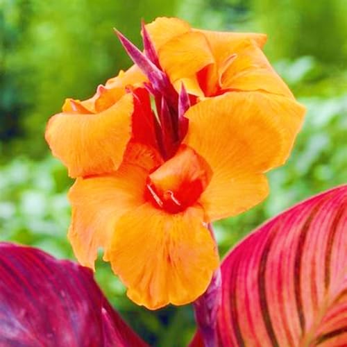 Beste Dekoration Seltene Canna Winterharte mehrjährige Leicht zu züchten Gärten Geschenk bereit-3zwiebeln-g Beste Dekoration Seltene Canna Winterharte mehrjährige Leicht zu züchten Gärten Geschenk bereit-3zwiebeln-g von CSSWAIA