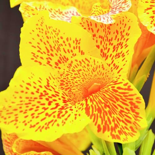 Beste Dekoration Seltene Canna Winterharte mehrjährige Leicht zu züchten Gärten Geschenk bereit-4zwiebeln-b Beste Dekoration Seltene Canna Winterharte mehrjährige Leicht zu züchten Gärten Geschenk bereit-4zwiebeln-b von CSSWAIA