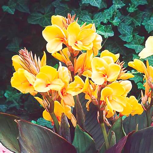 Beste Dekoration Seltene Canna Winterharte mehrjährige Leicht zu züchten Gärten Geschenk bereit-4zwiebeln-c Beste Dekoration Seltene Canna Winterharte mehrjährige Leicht zu züchten Gärten Geschenk bereit-4zwiebeln-c von CSSWAIA