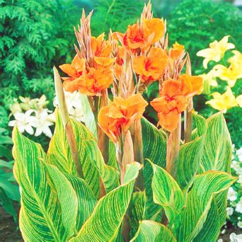 Beste Dekoration Seltene Canna Winterharte mehrjährige Leicht zu züchten Gärten Geschenk bereit-4zwiebeln-d Beste Dekoration Seltene Canna Winterharte mehrjährige Leicht zu züchten Gärten Geschenk bereit-4zwiebeln-d von CSSWAIA