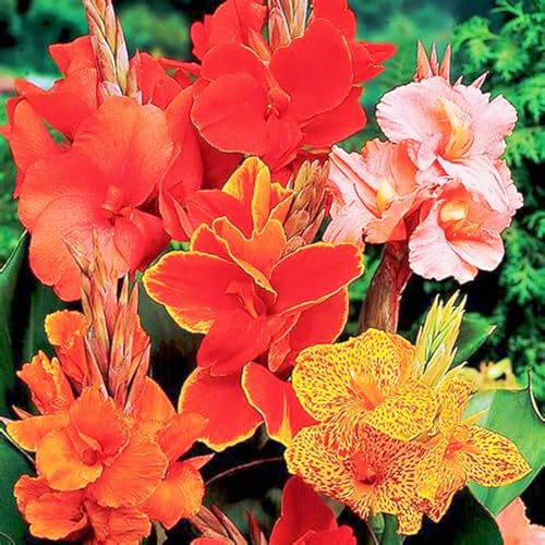 Beste Dekoration Seltene Canna Winterharte mehrjährige Leicht zu züchten Gärten Geschenk bereit-5zwiebeln-a von CSSWAIA