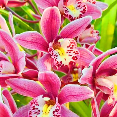 Beste Dekoration Seltene Cymbidium Winterharte mehrjährige Leicht zu züchten Gärten Geschenk bereit-10Knolle-b Beste Dekoration Seltene Cymbidium Winterharte mehrjährige Leicht zu züchten Gärten Geschenk bereit-10Knolle-b von CSSWAIA