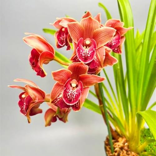 Beste Dekoration Seltene Cymbidium Winterharte mehrjährige Leicht zu züchten Gärten Geschenk bereit-10Knolle-c Beste Dekoration Seltene Cymbidium Winterharte mehrjährige Leicht zu züchten Gärten Geschenk bereit-10Knolle-c von CSSWAIA