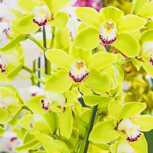 Beste Dekoration Seltene Cymbidium Winterharte mehrjährige Leicht zu züchten Gärten Geschenk bereit-5Knolle-e Beste Dekoration Seltene Cymbidium Winterharte mehrjährige Leicht zu züchten Gärten Geschenk bereit-5Knolle-e von CSSWAIA
