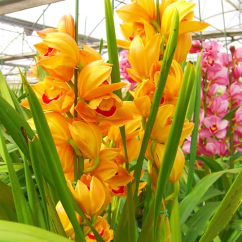 Beste Dekoration Seltene Cymbidium Winterharte mehrjährige Leicht zu züchten Gärten Geschenk bereit-8Knolle-d von CSSWAIA