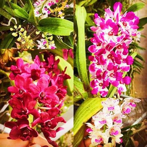 Beste Dekoration Seltene Cymbidium Winterharte mehrjährige Leicht zu züchten Gärten Geschenk bereit-8Knolle-h Beste Dekoration Seltene Cymbidium Winterharte mehrjährige Leicht zu züchten Gärten Geschenk bereit-8Knolle-h von CSSWAIA