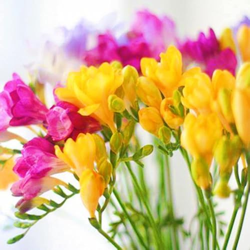 Beste Dekoration Seltene Freesien Winterharte mehrjährige Leicht zu züchten Gärten Geschenk bereit-15zwiebeln-g von CSSWAIA