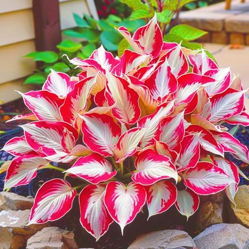 Beste Dekoration Seltene Hosta Winterharte mehrjährige Leicht zu züchten Gärten Geschenk bereit-10zwiebeln-f Beste Dekoration Seltene Hosta Winterharte mehrjährige Leicht zu züchten Gärten Geschenk bereit-10zwiebeln-f von CSSWAIA