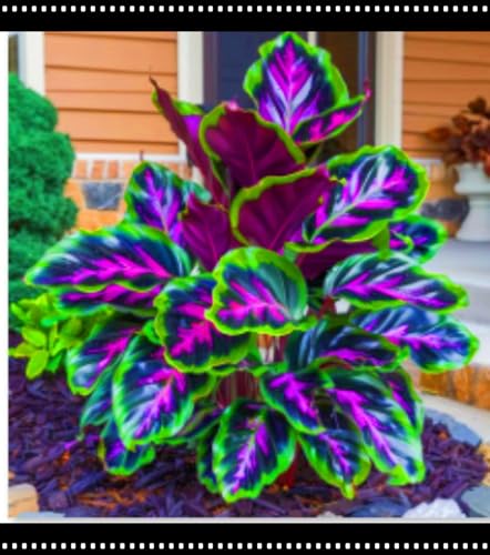 Beste Dekoration Seltene Hosta Winterharte mehrjährige Leicht zu züchten Gärten Geschenk bereit-15zwiebeln-a Beste Dekoration Seltene Hosta Winterharte mehrjährige Leicht zu züchten Gärten Geschenk bereit-15zwiebeln-a von CSSWAIA