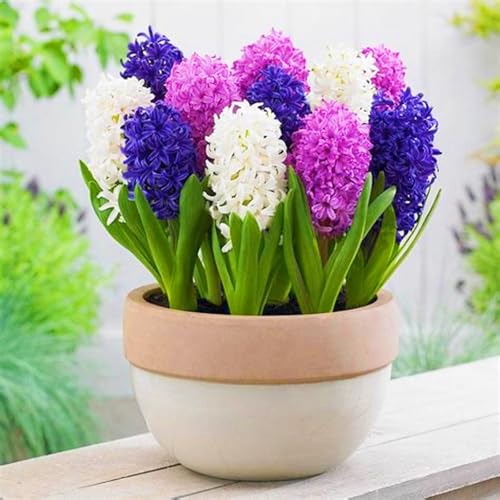 Beste Dekoration Seltene Hyazinthen Winterharte mehrjährige Leicht zu züchten Gärten-6zwiebeln-h Beste Dekoration Seltene Hyazinthen Winterharte mehrjährige Leicht zu züchten Gärten-6zwiebeln-h von CSSWAIA