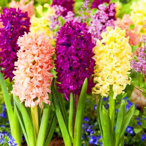 Beste Dekoration Seltene Hyazinthen Winterharte mehrjährige Leicht zu züchten Gärten-8zwiebeln-c Beste Dekoration Seltene Hyazinthen Winterharte mehrjährige Leicht zu züchten Gärten-8zwiebeln-c von CSSWAIA