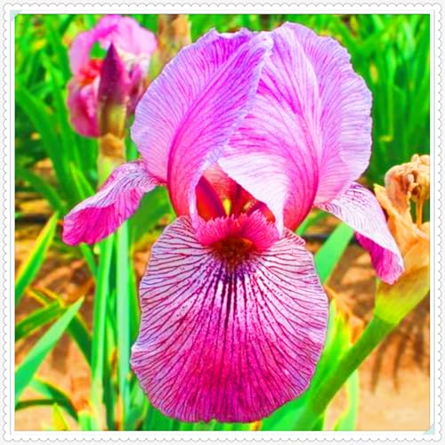 Beste Dekoration Seltene Iris Winterharte mehrjährige Leicht zu züchten Gärten-15zwiebeln-b von CSSWAIA