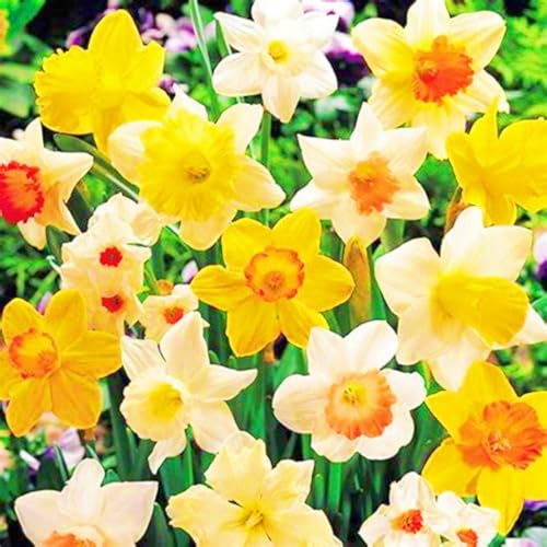 Beste Dekoration Seltene Narzissen Winterharte mehrjährige Leicht zu züchten Gärten-8zwiebeln-e Beste Dekoration Seltene Narzissen Winterharte mehrjährige Leicht zu züchten Gärten-8zwiebeln-e von CSSWAIA