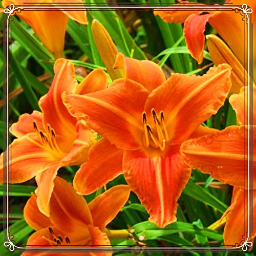 Beste Dekoration Seltene Taglilien Winterharte mehrjährige Leicht zu züchten Gärten Geschenk bereit-10zwiebeln-g Beste Dekoration Seltene Taglilien Winterharte mehrjährige Leicht zu züchten Gärten Geschenk bereit-10zwiebeln-g von CSSWAIA