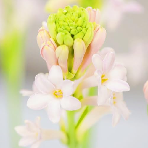 Beste Dekoration Seltene Tuberose Winterharte mehrjährige Leicht zu züchten Gärten Geschenk bereit-10Zwiebeln-a Beste Dekoration Seltene Tuberose Winterharte mehrjährige Leicht zu züchten Gärten Geschenk bereit-10Zwiebeln-a von CSSWAIA