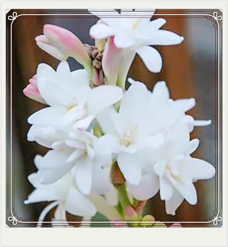 Beste Dekoration Seltene Tuberose Winterharte mehrjährige Leicht zu züchten Gärten Geschenk bereit-10Zwiebeln-g Beste Dekoration Seltene Tuberose Winterharte mehrjährige Leicht zu züchten Gärten Geschenk bereit-10Zwiebeln-g von CSSWAIA