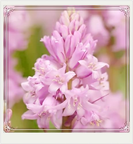 Beste Dekoration Seltene Tuberose Winterharte mehrjährige Leicht zu züchten Gärten Geschenk bereit-15Zwiebeln-h von CSSWAIA