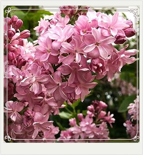 Beste Dekoration Seltene Tuberose Winterharte mehrjährige Leicht zu züchten Gärten Geschenk bereit-4Zwiebeln-d Beste Dekoration Seltene Tuberose Winterharte mehrjährige Leicht zu züchten Gärten Geschenk bereit-4Zwiebeln-d von CSSWAIA