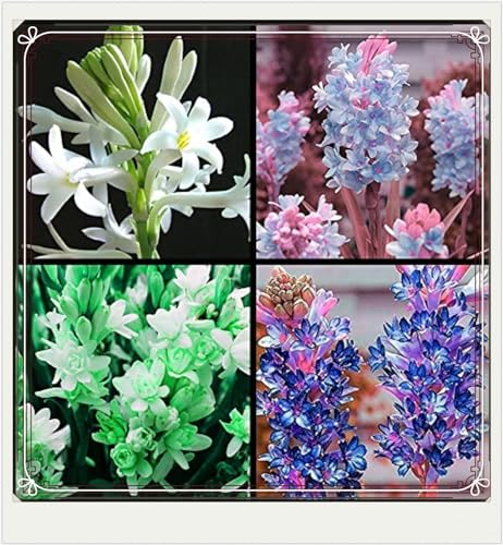 Beste Dekoration Seltene Tuberose Winterharte mehrjährige Leicht zu züchten Gärten Geschenk bereit-4Zwiebeln-f Beste Dekoration Seltene Tuberose Winterharte mehrjährige Leicht zu züchten Gärten Geschenk bereit-4Zwiebeln-f von CSSWAIA
