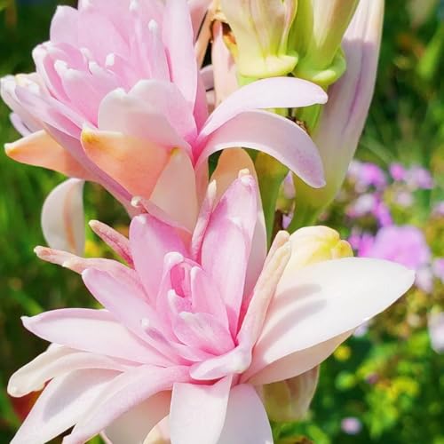 Beste Dekoration Seltene Tuberose Winterharte mehrjährige Leicht zu züchten Gärten Geschenk bereit-6Zwiebeln-c Beste Dekoration Seltene Tuberose Winterharte mehrjährige Leicht zu züchten Gärten Geschenk bereit-6Zwiebeln-c von CSSWAIA