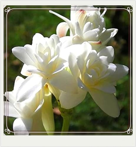 Beste Dekoration Seltene Tuberose Winterharte mehrjährige Leicht zu züchten Gärten Geschenk bereit-6Zwiebeln-e Beste Dekoration Seltene Tuberose Winterharte mehrjährige Leicht zu züchten Gärten Geschenk bereit-6Zwiebeln-e von CSSWAIA