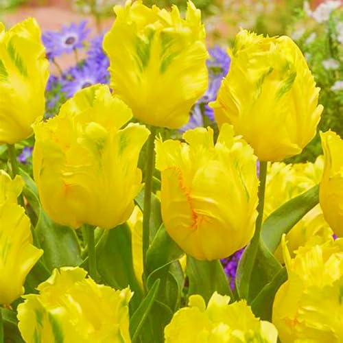 Beste Dekoration Seltene Tulpen Tulpen Zwiebeln Tulpenzwiebeln Winterhart,Leicht zu züchten Gärten Geschenk-10zwiebeln-a Beste Dekoration Seltene Tulpen Tulpen Zwiebeln Tulpenzwiebeln Winterhart,Leicht zu züchten Gärten Geschenk-10zwiebeln-a von CSSWAIA