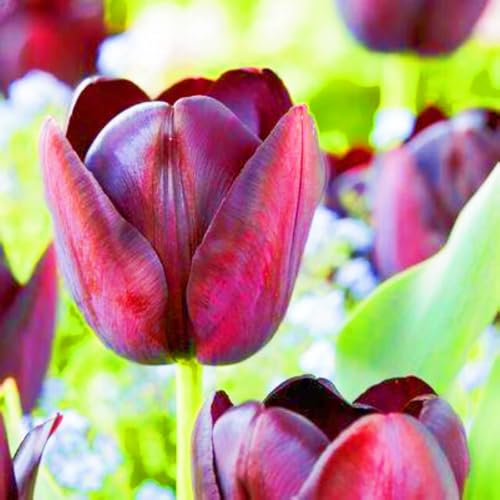 Beste Dekoration Seltene Tulpen Winterharte mehrjährige Leicht zu züchten Gärten-10zwiebeln-h Beste Dekoration Seltene Tulpen Winterharte mehrjährige Leicht zu züchten Gärten-10zwiebeln-h von CSSWAIA