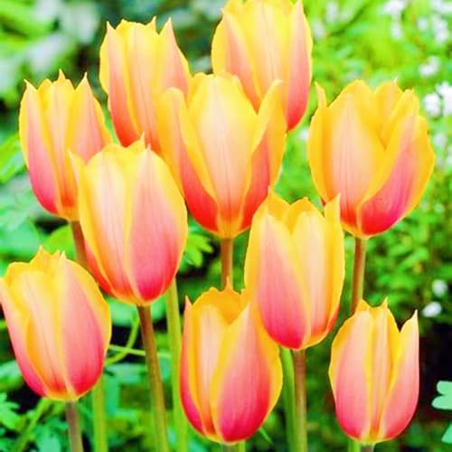 Beste Dekoration Seltene Tulpen Winterharte mehrjährige Leicht zu züchten Gärten-15zwiebeln-a Beste Dekoration Seltene Tulpen Winterharte mehrjährige Leicht zu züchten Gärten-15zwiebeln-a von CSSWAIA