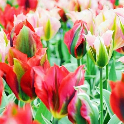 Beste Dekoration Seltene Tulpen Winterharte mehrjährige Leicht zu züchten Gärten-15zwiebeln-c Beste Dekoration Seltene Tulpen Winterharte mehrjährige Leicht zu züchten Gärten-15zwiebeln-c von CSSWAIA