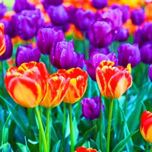 Beste Dekoration Seltene Tulpen Winterharte mehrjährige Leicht zu züchten Gärten-20zwiebeln-e Beste Dekoration Seltene Tulpen Winterharte mehrjährige Leicht zu züchten Gärten-20zwiebeln-e von CSSWAIA